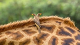 Yellow billed oxpeckers on a giraffe.