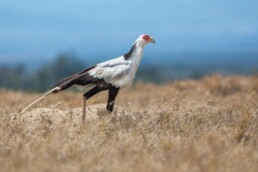 Secretary bird walking. NJ Wight