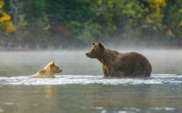 Grizzly Mom with blond cub in the river.