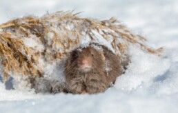 Field mouse in the snow.