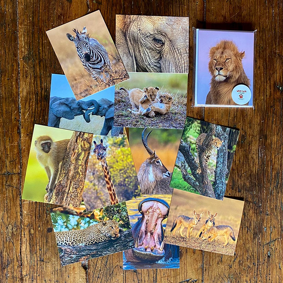 Safari Wild! Cards • Original photo postcards from NJ Wight