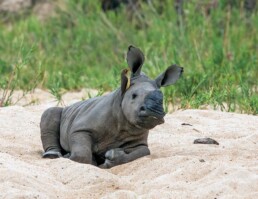 A baby white rhino called Shrek.