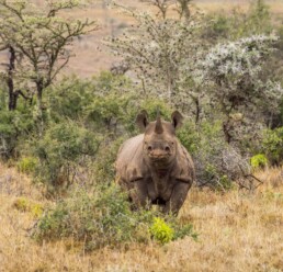 A black rhio in Ol Pejeta.