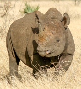 A black rhino looking forward.