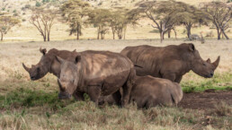 A crash of rhino in Kenya.