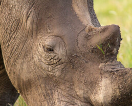 A close up of a muddy rhino face.
