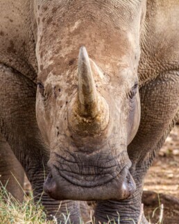 WHite rhino with forward pointinghorn.