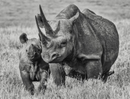 Black and white of Black rhino Mother and calf