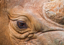 A young rhino named Shda who was raised at David Sheldrick's.
