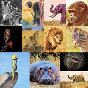 NJ Wight Wild F/X Art Cards