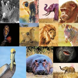 NJ Wight Wild F/X Art Cards