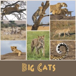 Big Cat Wild Cards by NJ Wight.
