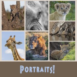 NJ Wight's Portrait wild cards