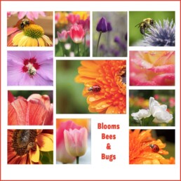 NJ Wight Blooms, Bees & Bug cards