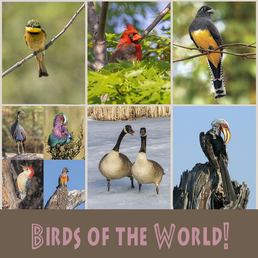 Birds of the World Wild Cards by NJ Wight