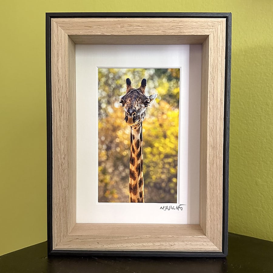 Tall blonde giraffe mini prints