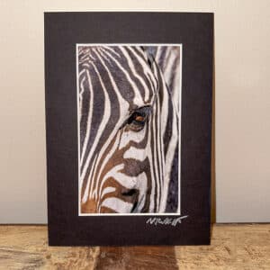 Wild! Mini Prints: Eye to Eye