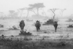 40 Famous Wildlife Photographers.