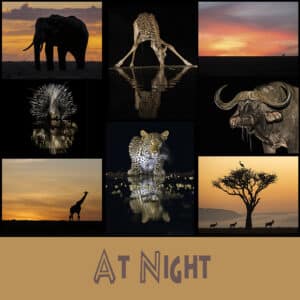 NJ Wight At Night Wild Cards