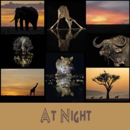 NJ Wight At Night Wild Cards