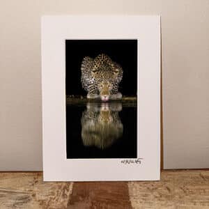 NJ Wight leopard drinking at night.