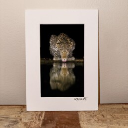 NJ Wight leopard drinking at night.