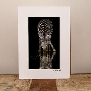 Zebra refelcteds at waterhole at night by njwight